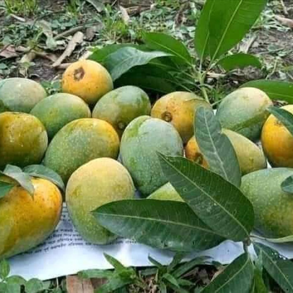 Govindovog Mango