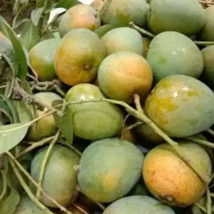 himsagor mango