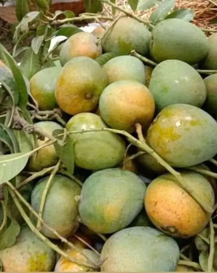 himsagor mango